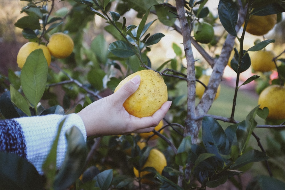 person holding yellow fruit