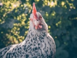 Close-up of Charlie the chicken pecking near wildflowers in the private acre