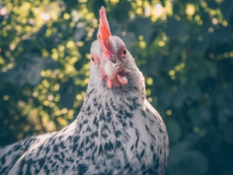 A close-up of a chicken with black and white speckled feathers, focusing on the bird's face and bright red comb. The background is lush with green blurred foliage, indicating an outdoor setting.