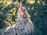 Close-up of a vibrant game fowl pecking at fresh organic herbs in a sunlit garden.