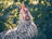 Close-up of a vibrant game fowl pecking at fresh organic herbs in sunlight.