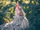 Close-up of a vibrant game fowl pecking at fresh organic herbs in sunlight.