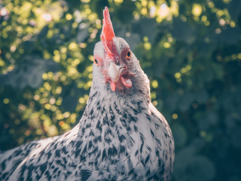 white and black chicken selective focus photography