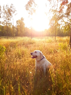 A dog sits contentedly in a sunlit field surrounded by tall grass and trees. The golden glow of the setting sun casts a warm light across the scene, creating a peaceful and serene atmosphere. The dog appears relaxed and happy, with its mouth open slightly as if panting.