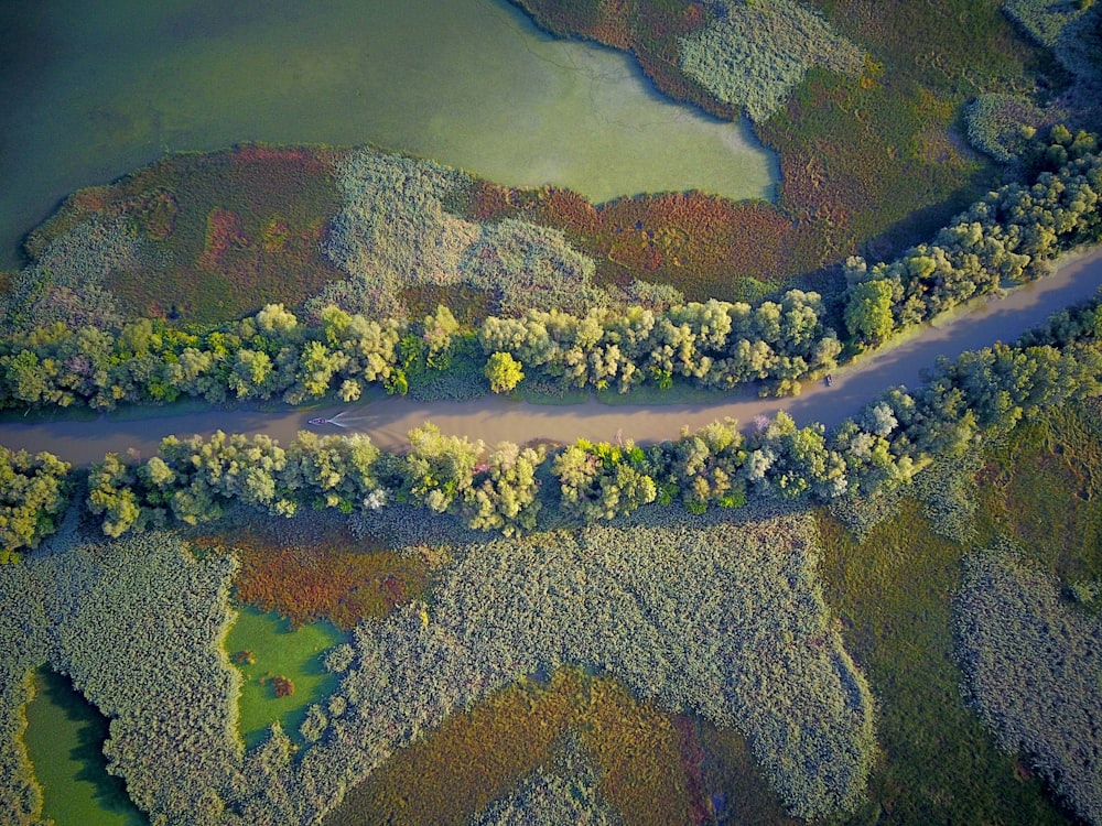 aerial view of forest during daytime