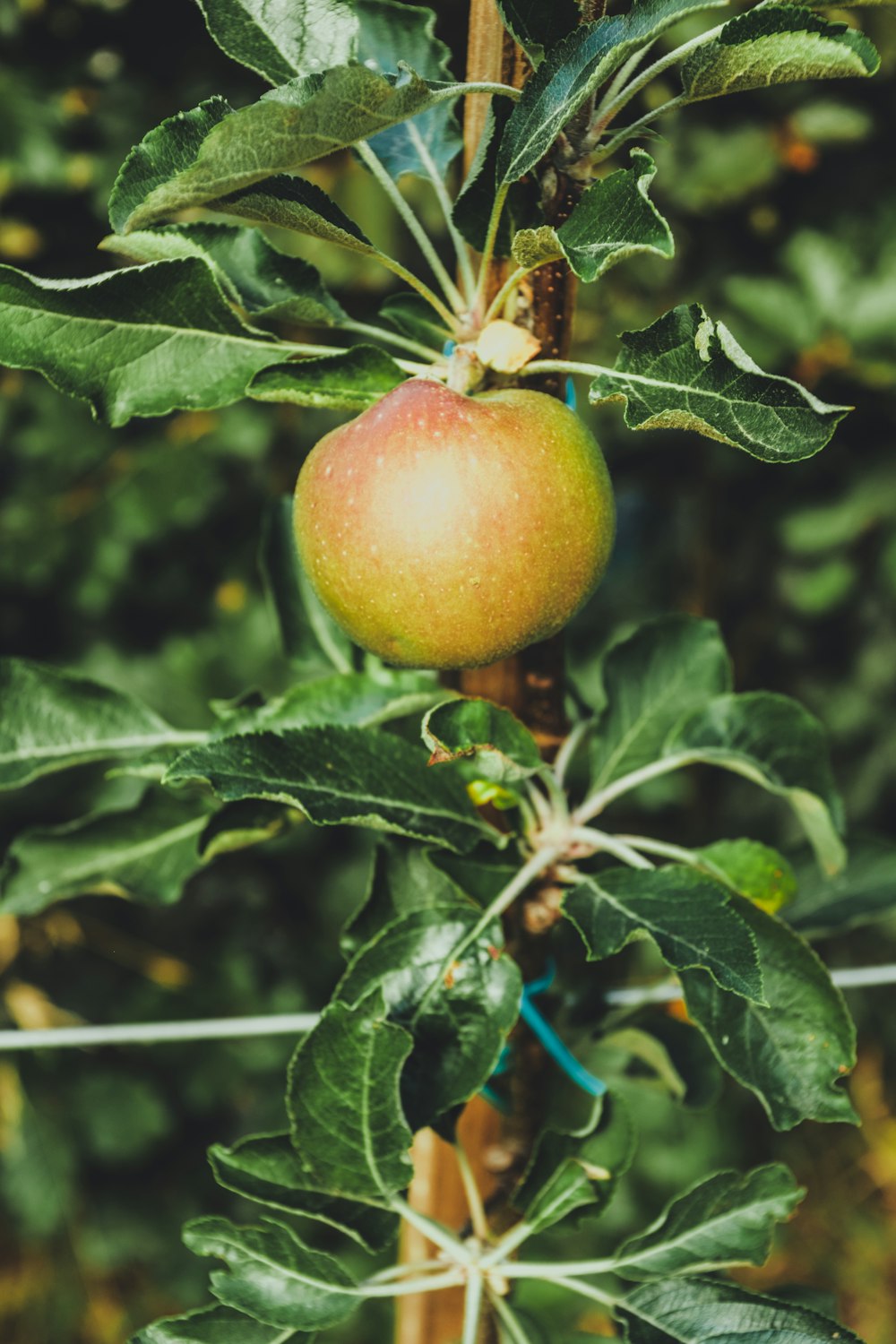 Fotografia da lente Tilt Shift de frutas verdes e vermelhas