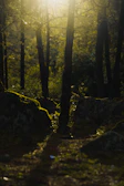 Sunlight filtering through towering trees casting golden beams over mossy rocks along a trekking path.