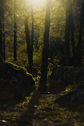 Sunlight filtering through towering trees casting golden beams over mossy rocks along a trekking path.
