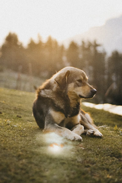 hund