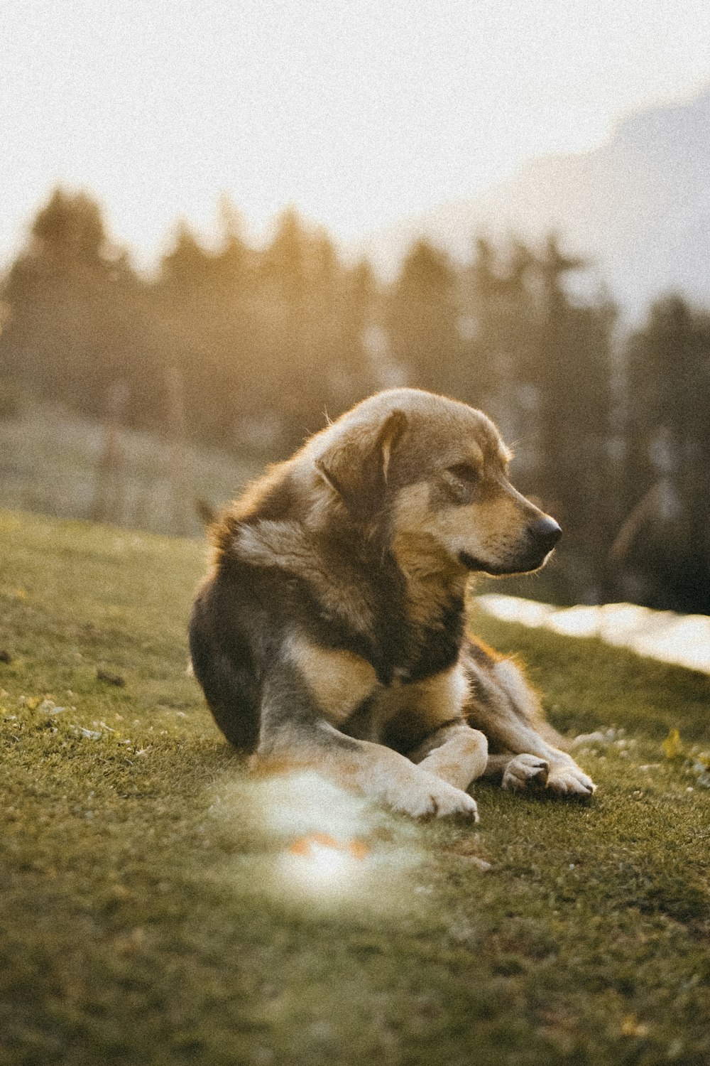 short-coated brown and black dog on ground