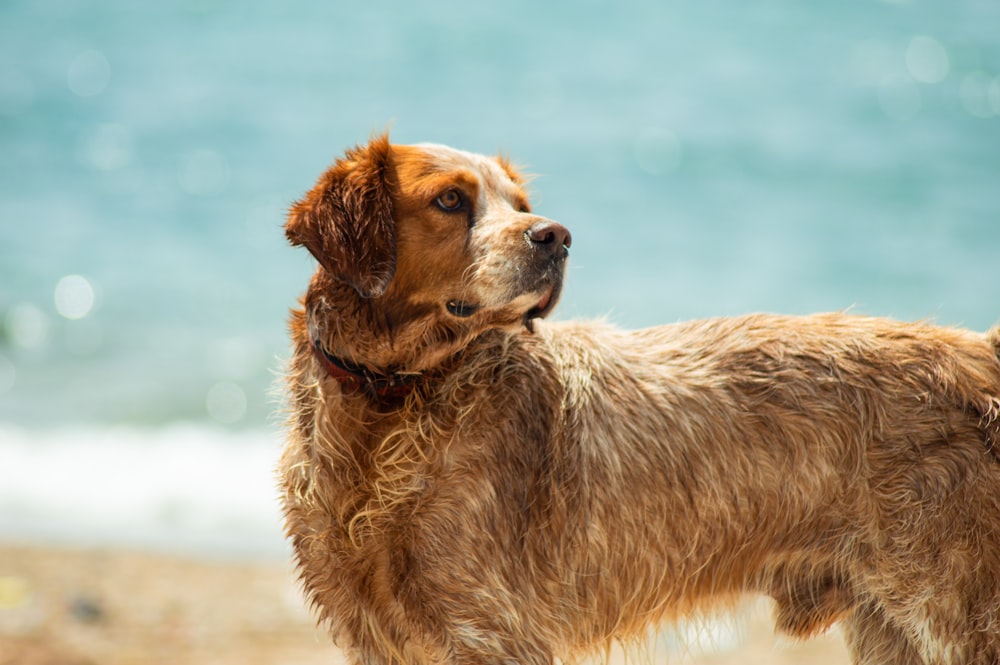 short-coat brown dog on brown field