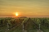 A serene vineyard landscape at golden hour, rows of grapevines stretching toward a glowing horizon.