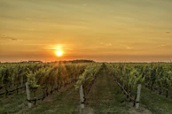 A scenic vineyard in the Snake River Valley at golden hour, with rows of grapevines stretching toward rolling hills.