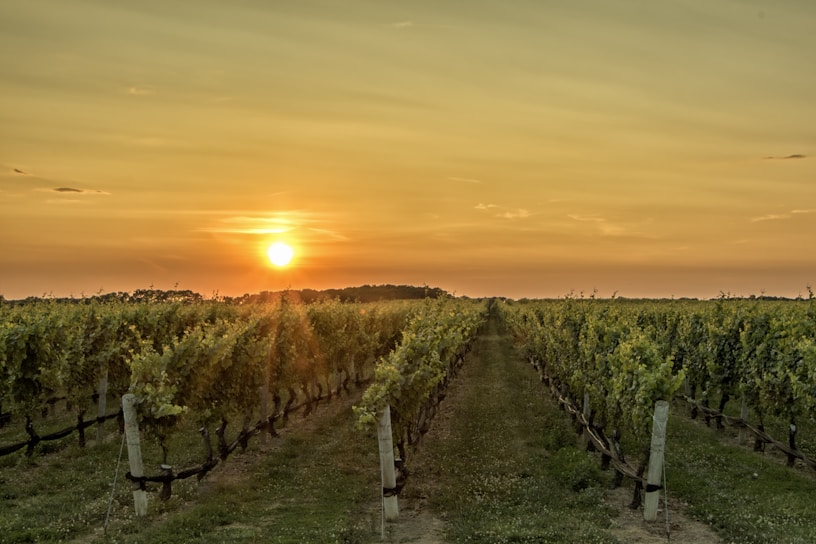 A serene vineyard landscape at sunset with rows of grapevines.