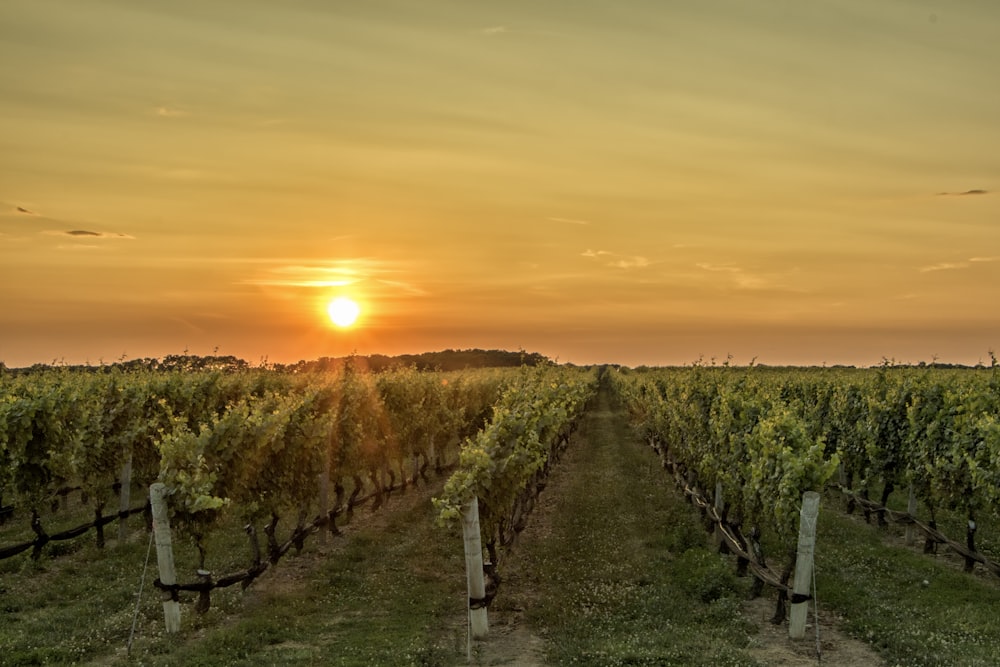 Fotografía de paisaje de un campo de hortalizas durante la hora dorada