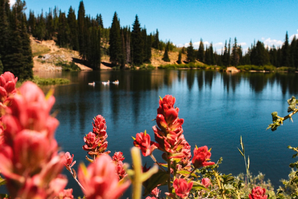 personne montrant des fleurs rouges et un plan d’eau