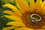 A silver ring with a detailed stone setting is placed intricately at the center of a vibrant yellow sunflower. The petals of the sunflower are wide and gently curving, showcasing their natural texture and color. The ring's metallic sheen contrasts with the earthy center of the flower, creating an elegant focal point against the natural background.