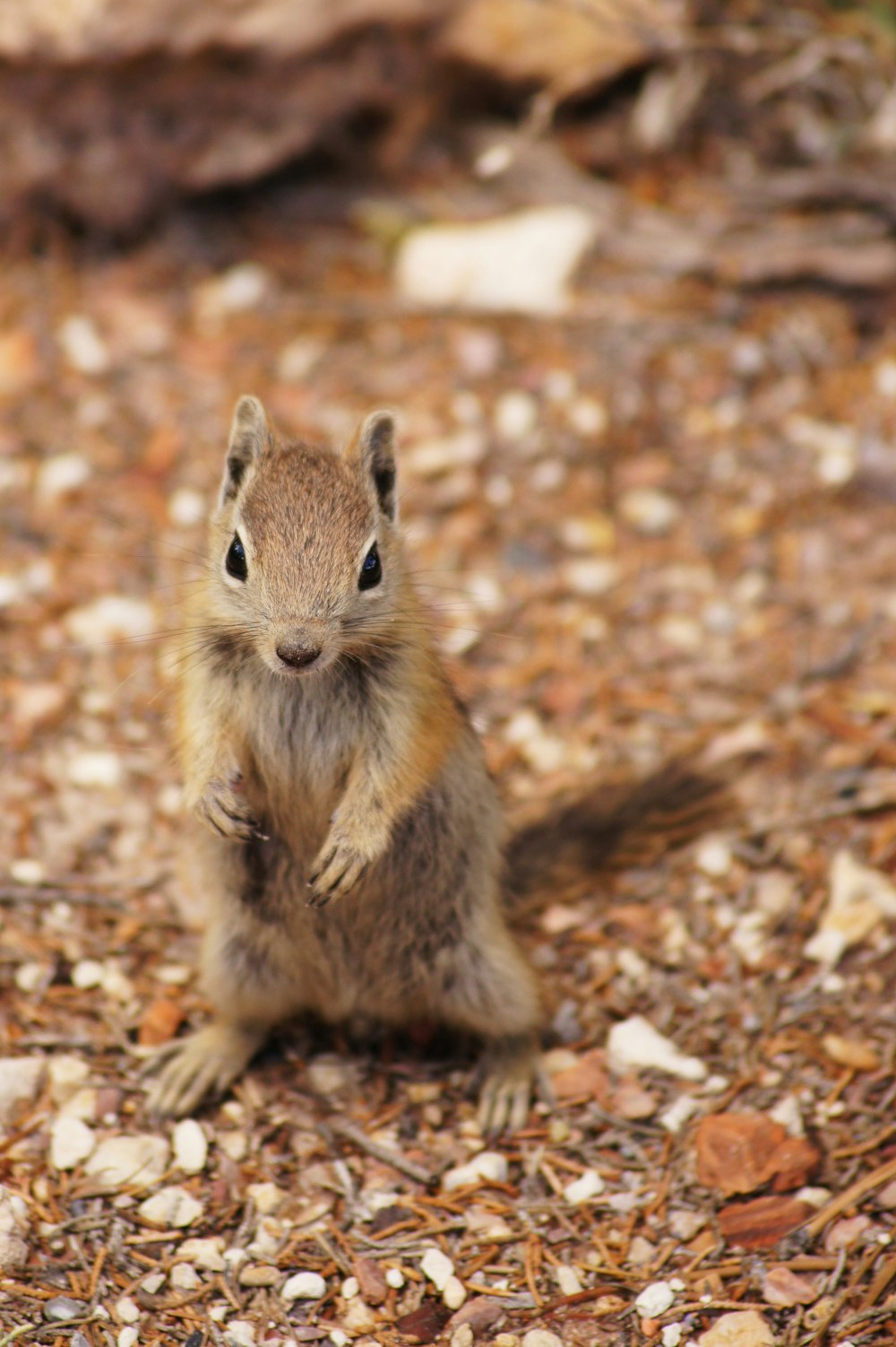 shallow focus photo of squirrel
