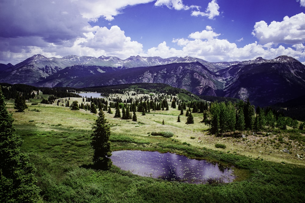 trees on field with mountain in the background