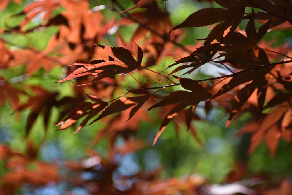 Free Hidden Lake Gardens Image On Unsplash