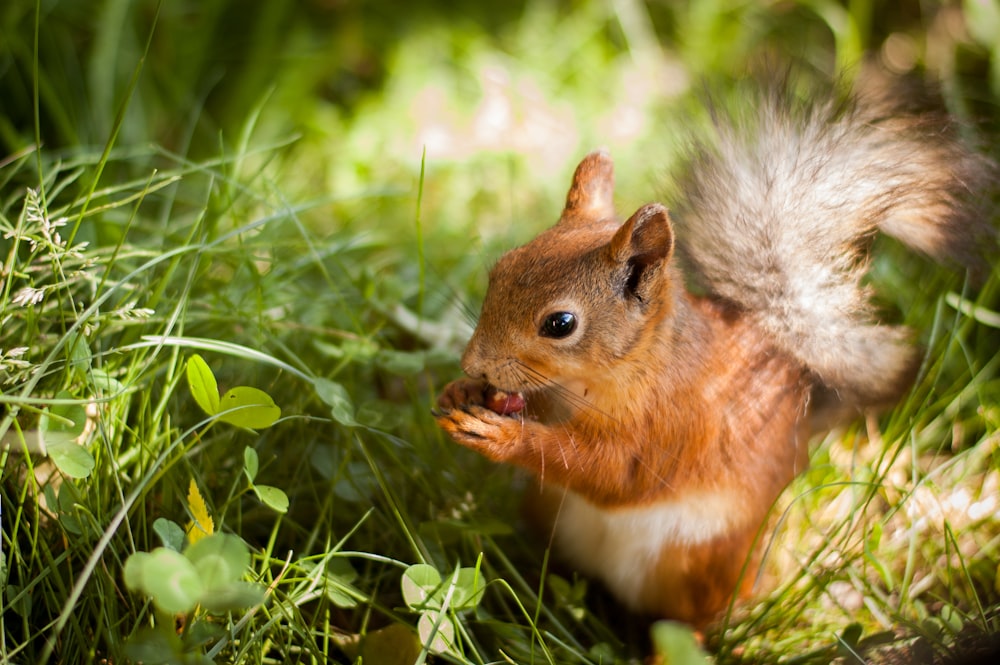 Eichhörnchen frisst Nuss auf grünem Gras