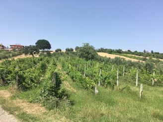 A lush vineyard stretches across a hillside under a clear blue sky. Neatly aligned rows of grapevines, supported by wooden stakes, dominate the foreground. In the background, a few trees provide shade near a rustic building with the sign 'Vini Pepe'. Patches of golden grass contrast with the green of the vines, adding a sunlit vibrancy to the landscape.