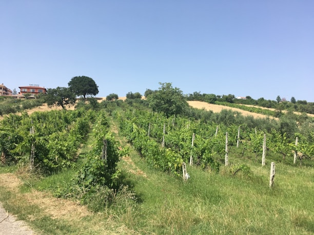A lush vineyard stretches across a hillside under a clear blue sky. Neatly aligned rows of grapevines, supported by wooden stakes, dominate the foreground. In the background, a few trees provide shade near a rustic building with the sign 'Vini Pepe'. Patches of golden grass contrast with the green of the vines, adding a sunlit vibrancy to the landscape.