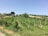 A lush vineyard stretches across a hillside under a clear blue sky. Neatly aligned rows of grapevines, supported by wooden stakes, dominate the foreground. In the background, a few trees provide shade near a rustic building with the sign 'Vini Pepe'. Patches of golden grass contrast with the green of the vines, adding a sunlit vibrancy to the landscape.