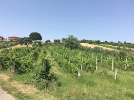 A lush vineyard stretches across a hillside under a clear blue sky. Neatly aligned rows of grapevines, supported by wooden stakes, dominate the foreground. In the background, a few trees provide shade near a rustic building with the sign 'Vini Pepe'. Patches of golden grass contrast with the green of the vines, adding a sunlit vibrancy to the landscape.