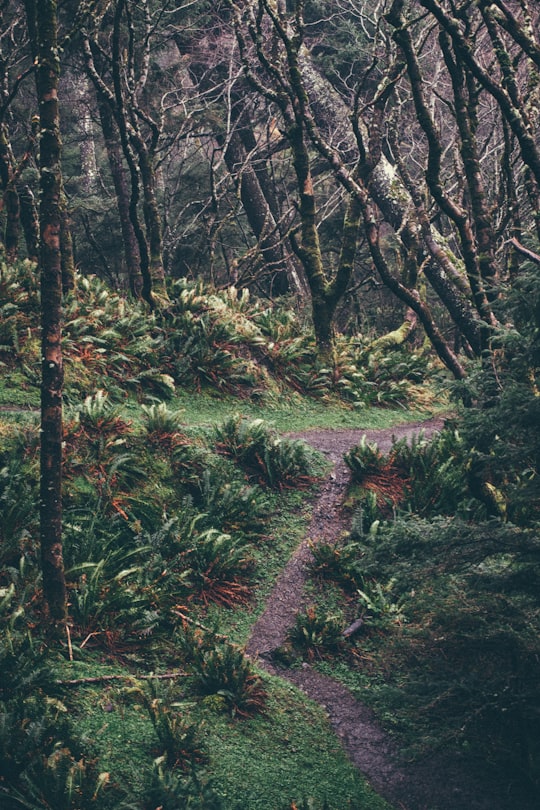 green leaf bush lined dirt road at daytime in Ecola State Park United States