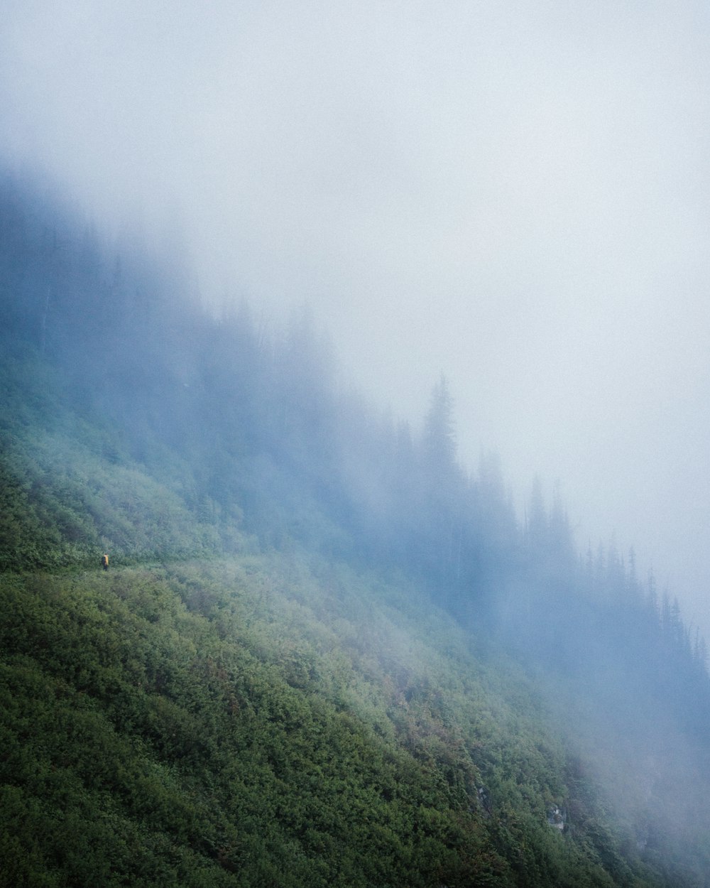 mountain covered tree