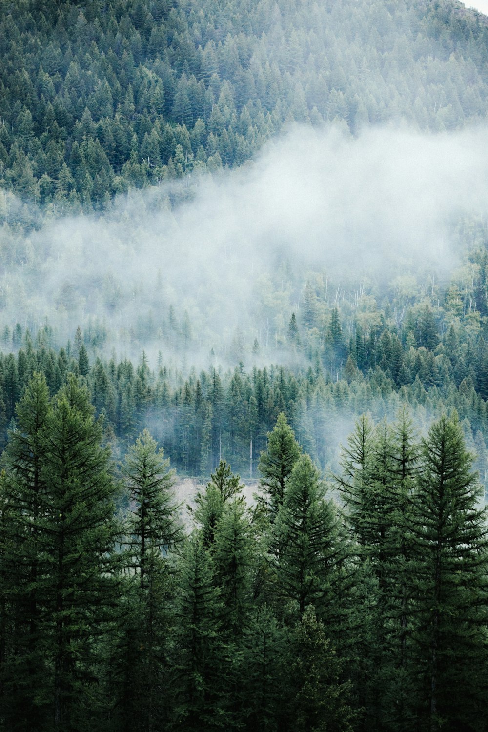 aerial photography of fog covered pine forest