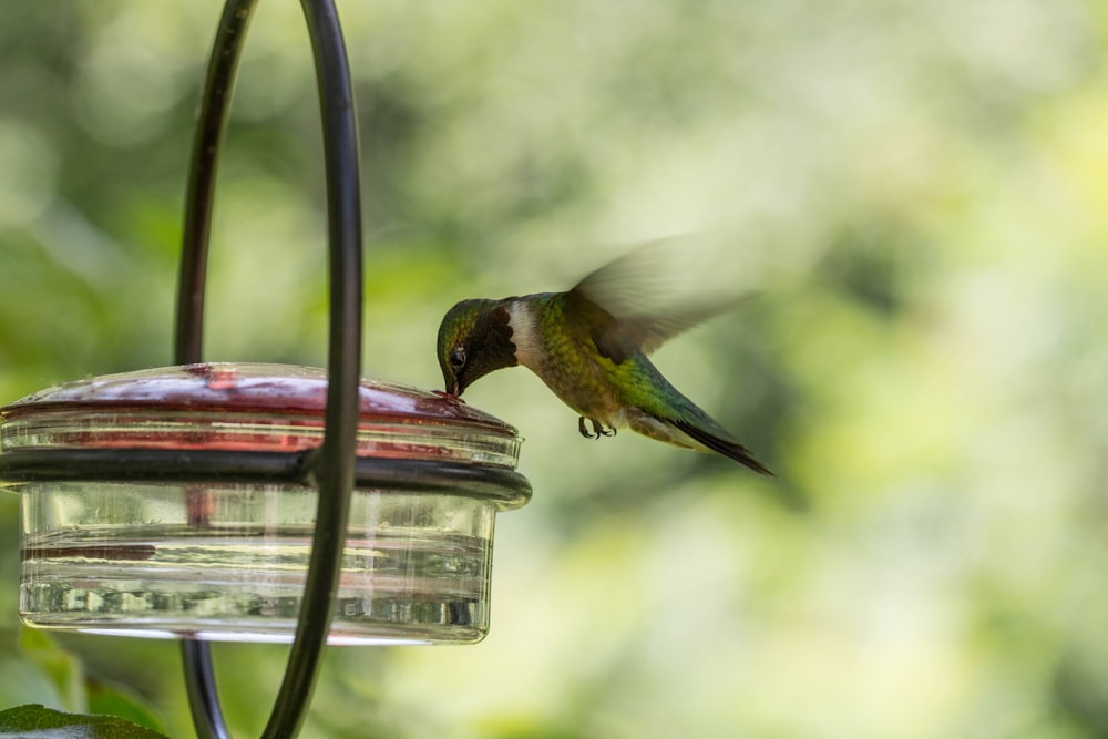 green hummingbird drinking water