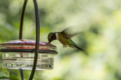 green hummingbird drinking water