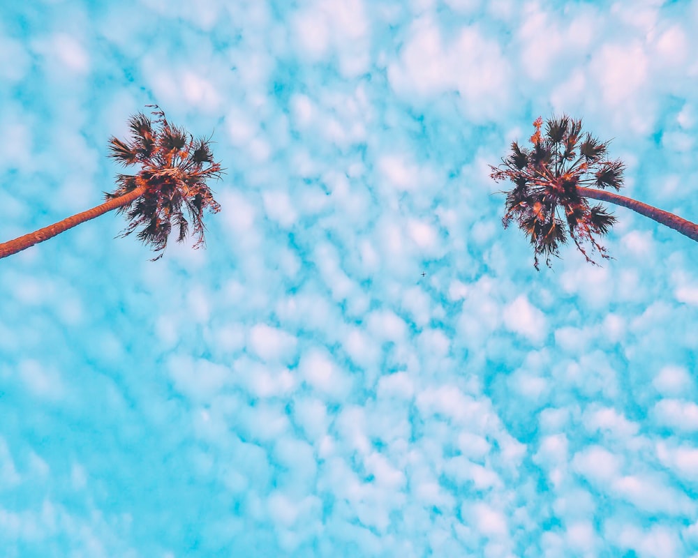 worm's-eye view of coconut trees during daytime