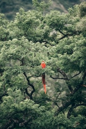 short-beak red bird on tree