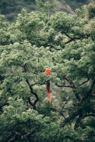 short-beak red bird on tree