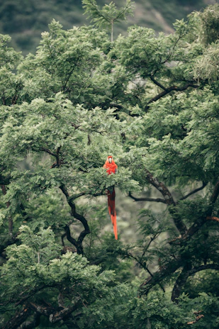 short-beak red bird on tree