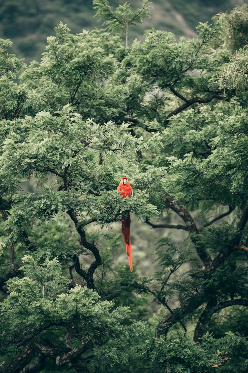 uccello rosso a becco corto sull'albero