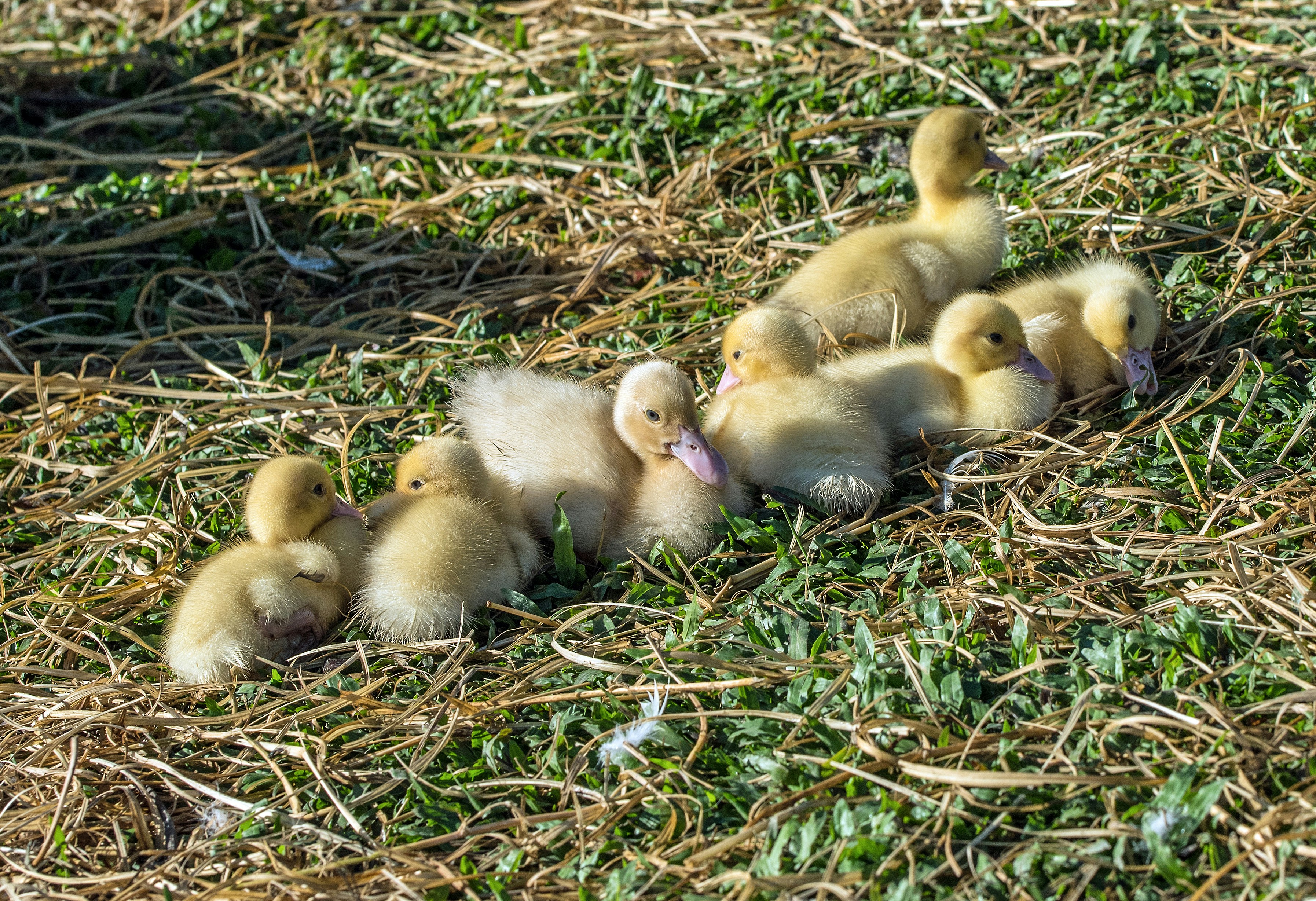 These cute ducklings were warming up in the morning sun. All in a row, except for one non-conformist. Photo taken at Fun-e-farm, Cairns Australia, where groups of children visit to pet the farm animals.