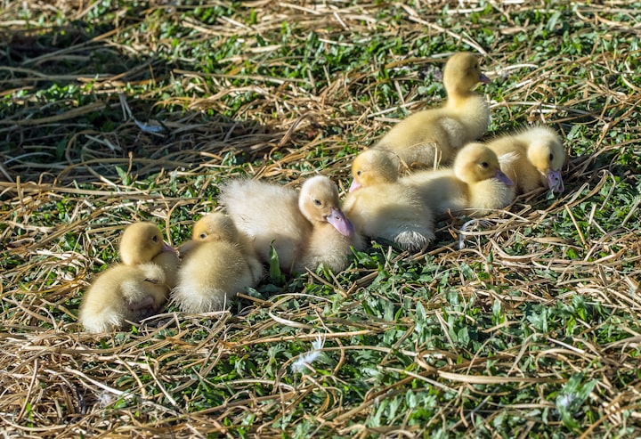 Lost baby duck