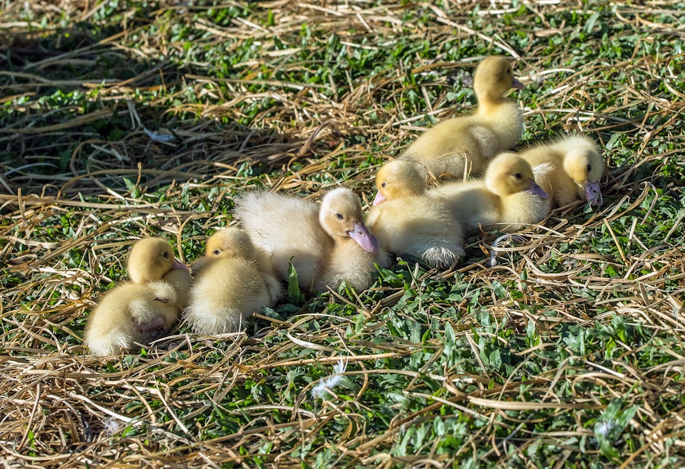 ducklings on grass