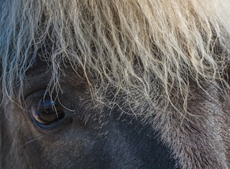 horse face