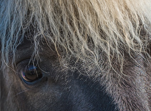 horse face