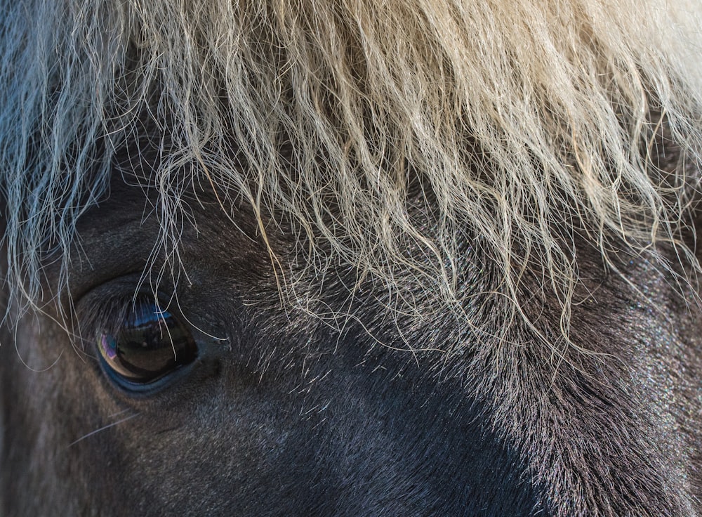Gesicht des Pferdes
