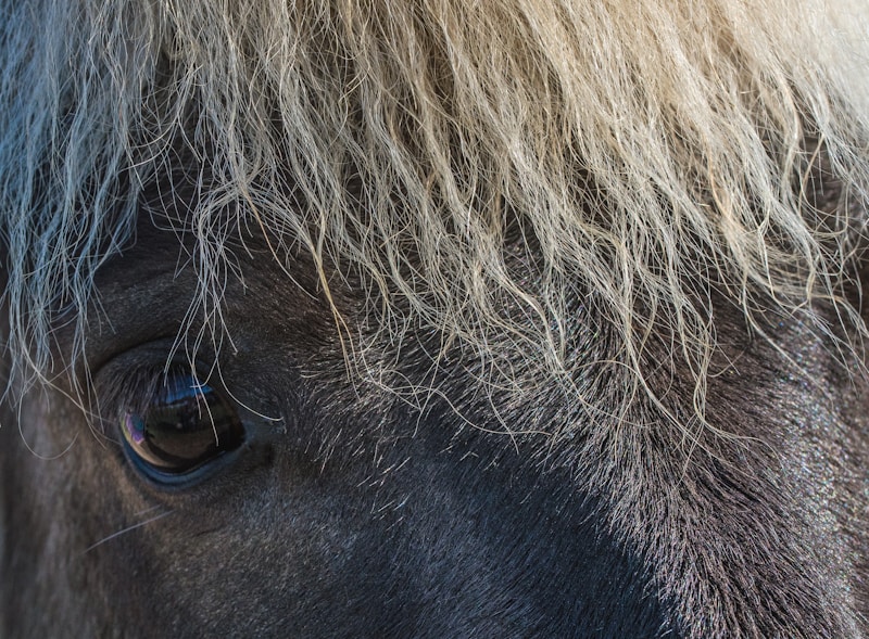 Fringe.