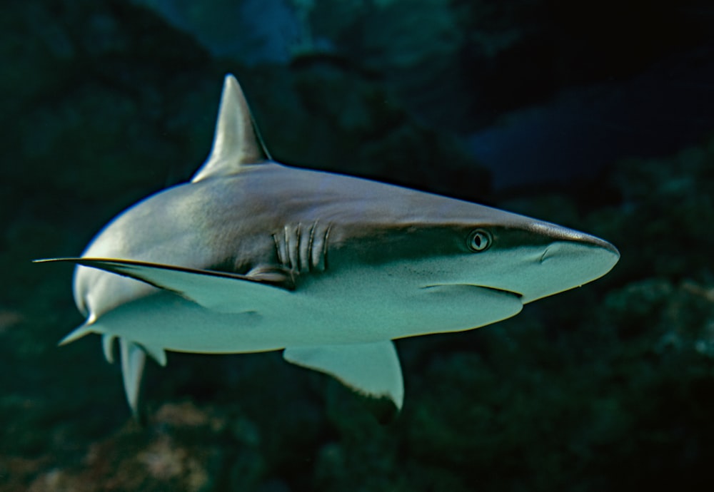 fotografia de foco seletivo de tubarão