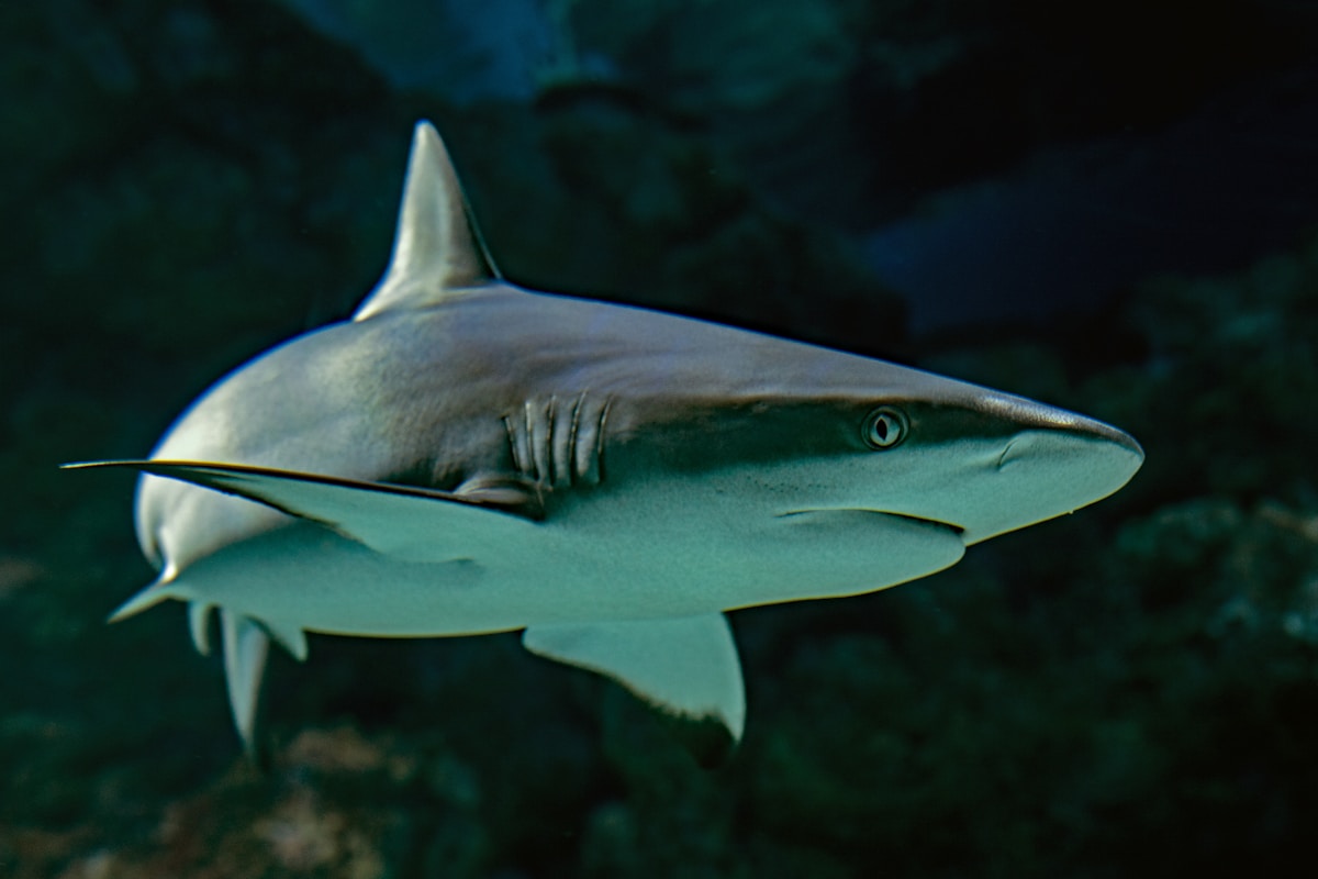 selective focus photography of shark