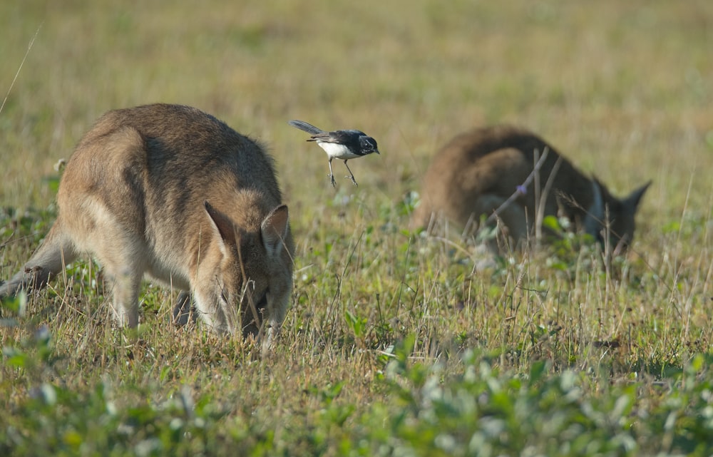 black sparrow and two brown kangaroos on field