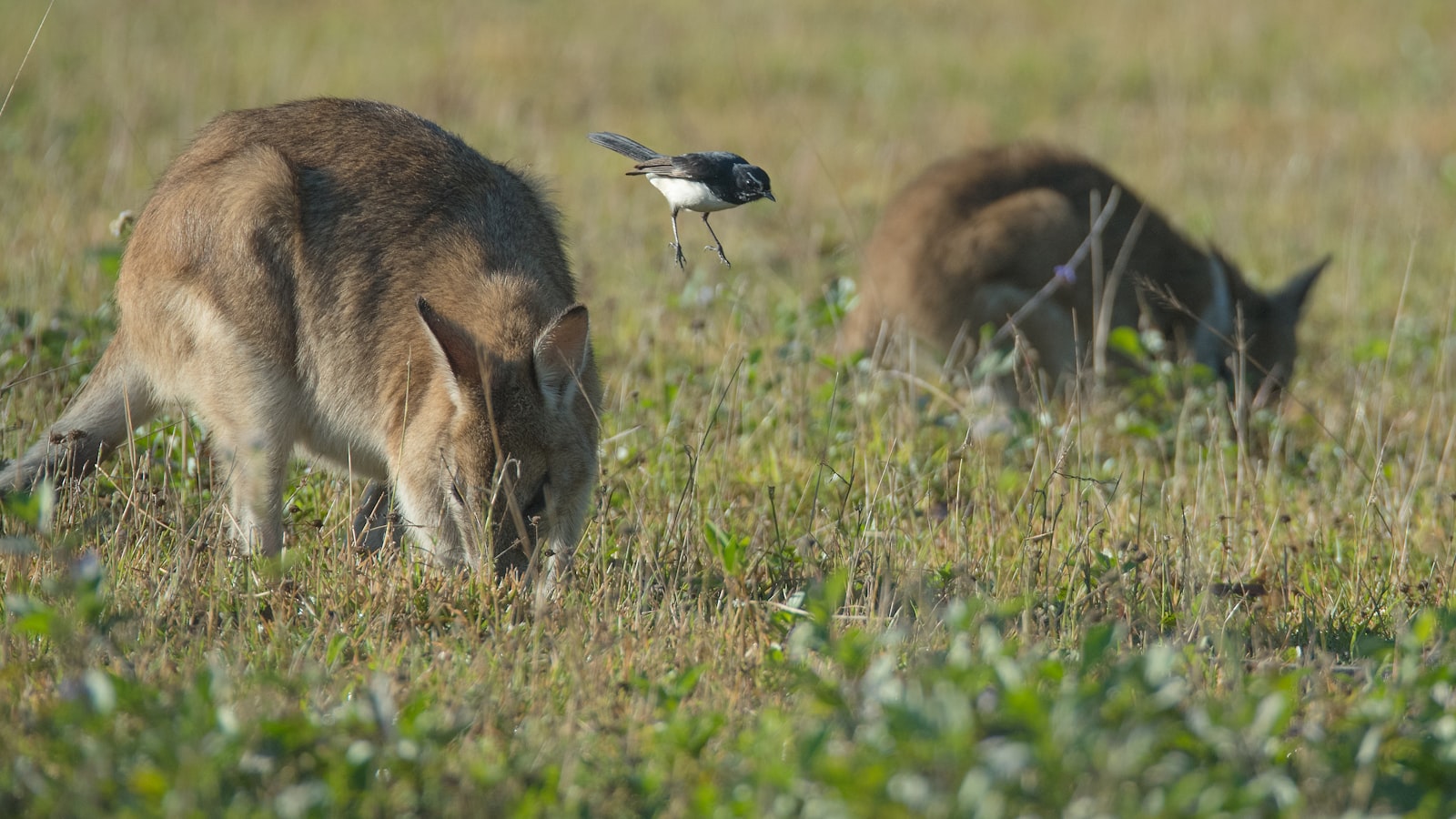Recommended Feeding Guidelines for Sunflower Seeds and Rats